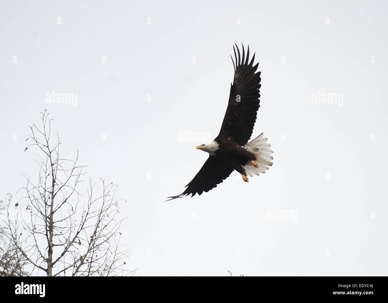 Aquile lungo il fiume Cheakamus visto durante un Sunwolf Eagle visualizzazione tour di flottazione. Brackendale, vicino Squamish BC Foto Stock