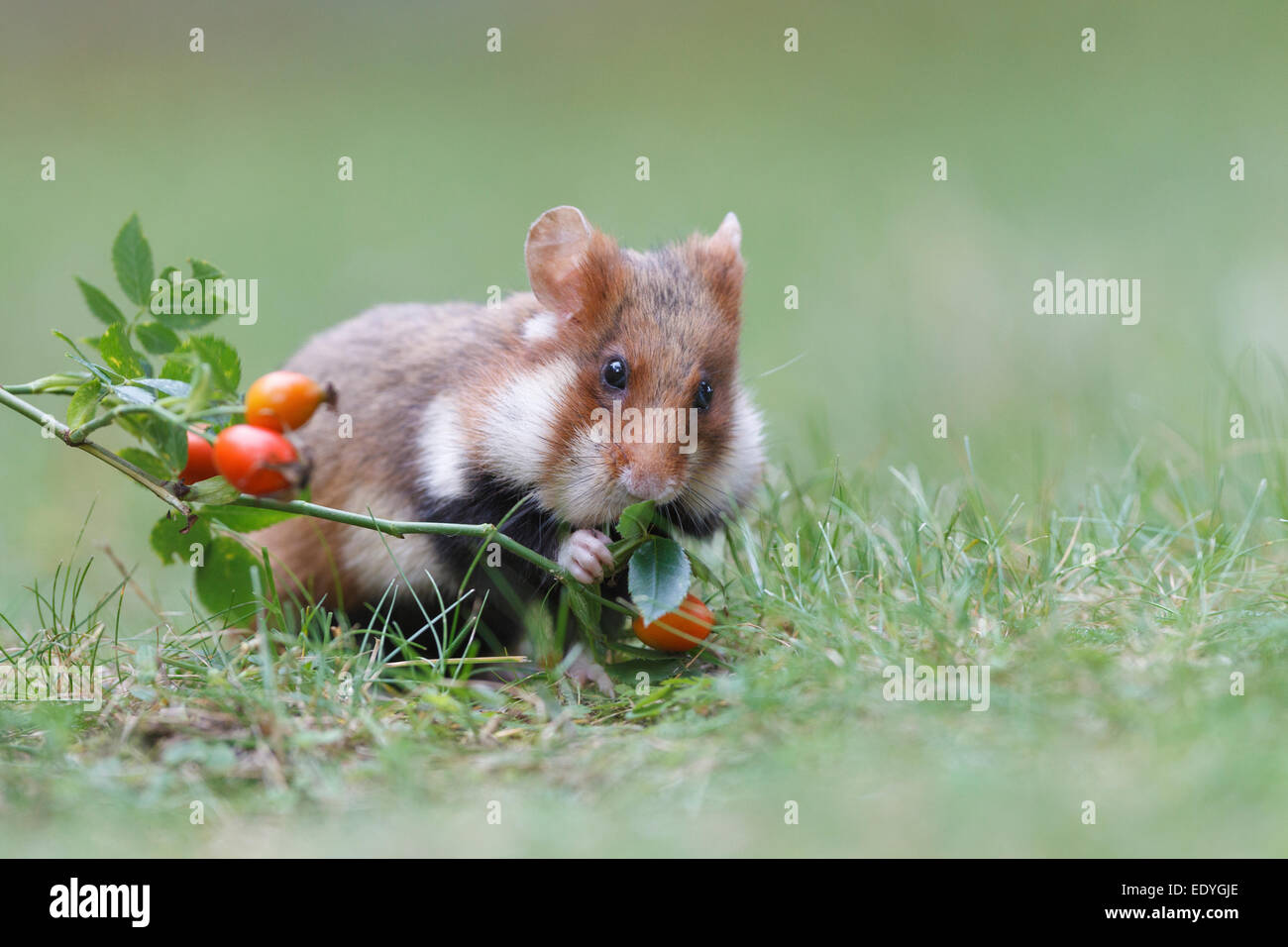 Criceto europeo, anche Eurasian hamster (Cricetus cricetus), prendendo una rosa canina, invernali stock, Austria Foto Stock