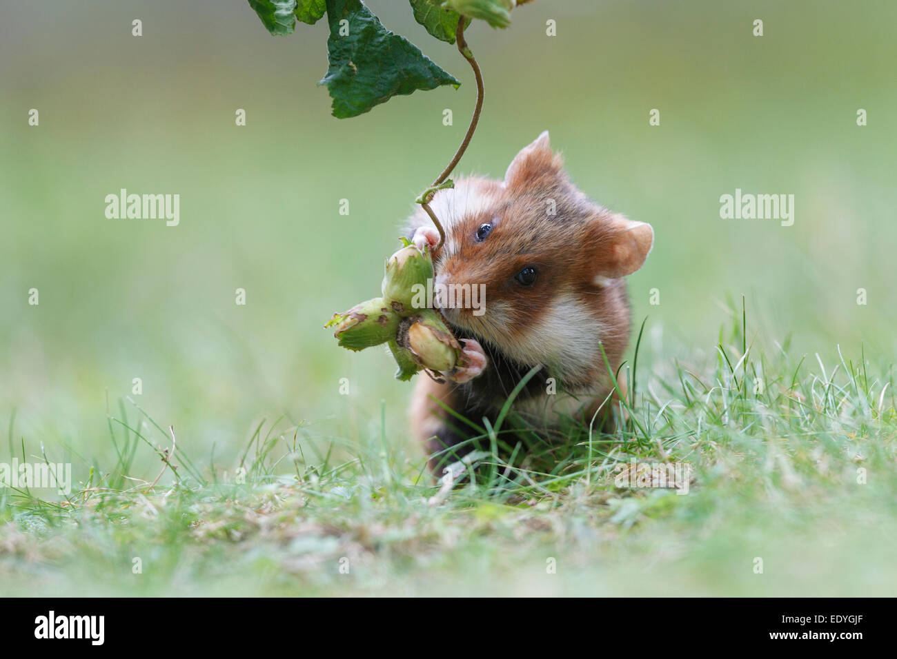 Criceto europeo, anche Eurasian hamster (Cricetus cricetus), prendendo una nocciola, invernali stock, Austria Foto Stock