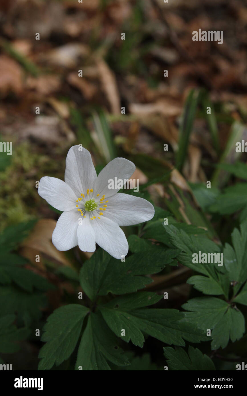 Legno in Anemone boschiva Foto Stock