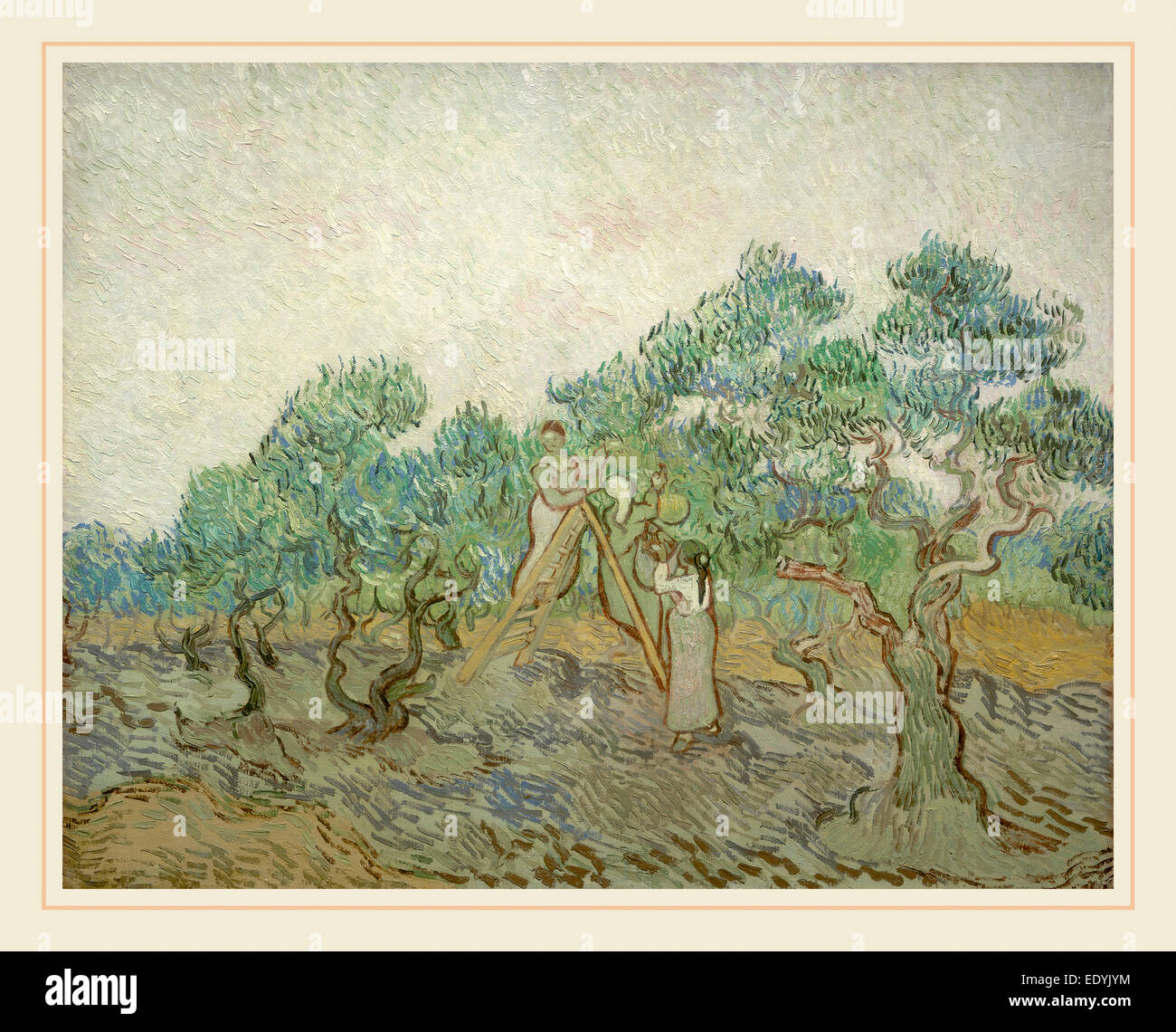 Vincent van Gogh, olandese (1853-1890), i campi di olivi, 1889, olio su tela Foto Stock