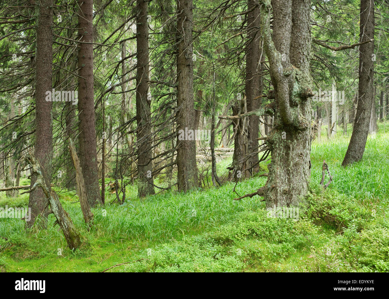 Giungla di abete, Norvegia abete rosso (Picea abies), sul monte Brocken, Parco Nazionale di Harz, Sassonia-Anhalt, Germania Foto Stock