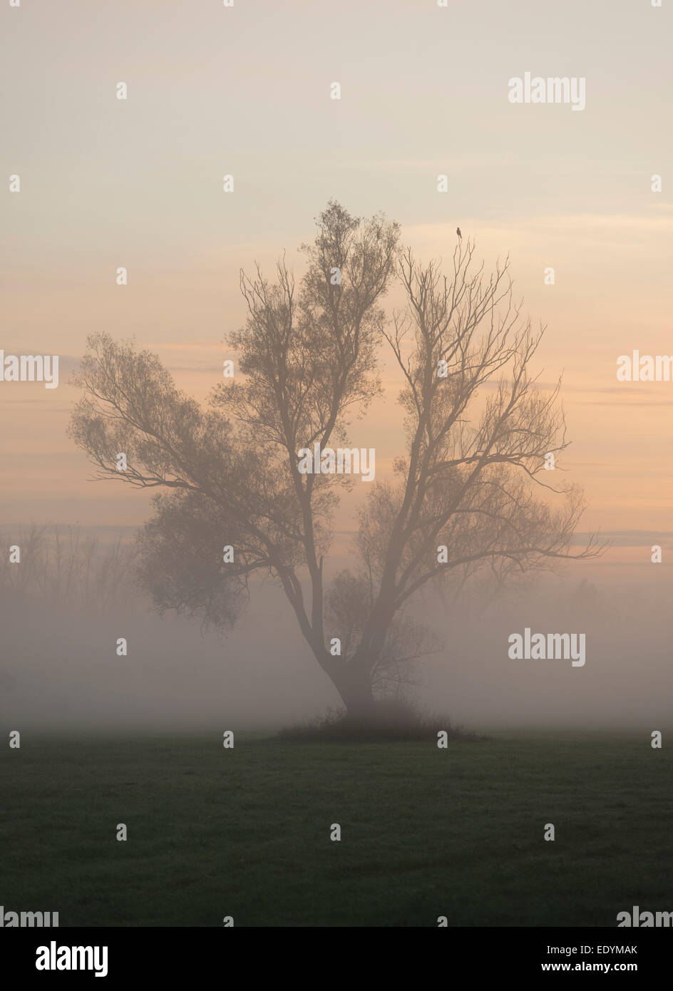 Incrinatura solitaria Willow o fragile salice (Salix fragilis), nella nebbia di sunrise, Bassa Sassonia, Germania Foto Stock