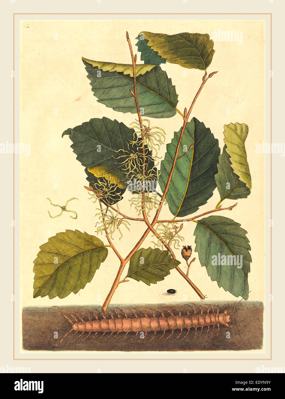 Mark Catesby,inglese, (1679-1749), (Centipede Scolopendra morsitans), pubblicato 1731-1743, colorate a mano incisioni su carta vergata Foto Stock