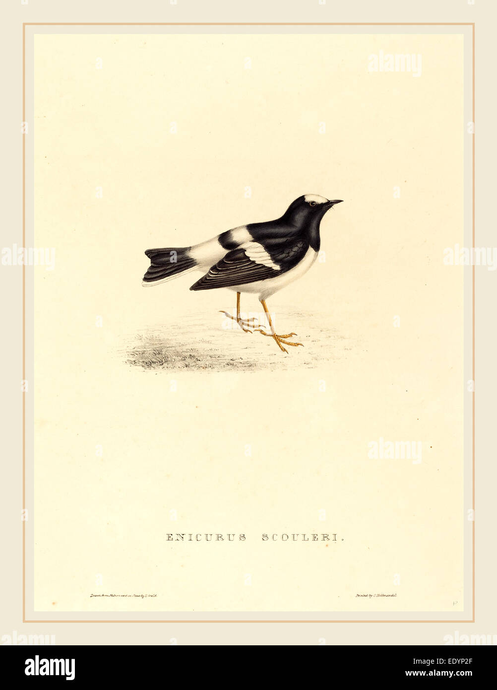 Elizabeth Gould, British (1804-1841), Enicurus Scouleri (Po) Forktail, colorate a mano litografia Foto Stock