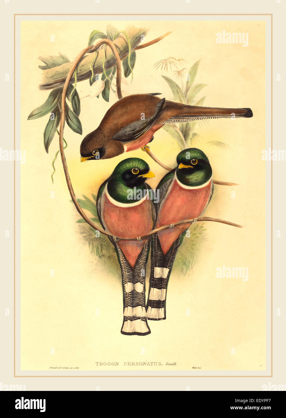 John Gould e H.C. Richter (1841 attivo-attivo c. 1881), Trogan personatus, probabilmente 1836-1838, colorate a mano litografia Foto Stock