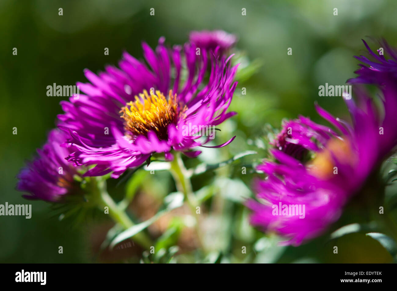 Rosa luminoso Aster Novae-Angliae fiori in close up. Foto Stock