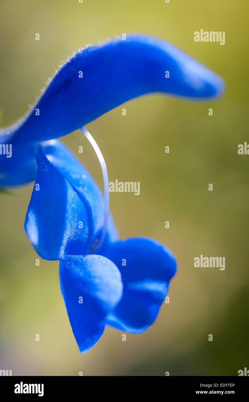 Deep Blue di Salvia Patens fiore nel chiudere con un dolce sottofondo. Foto Stock