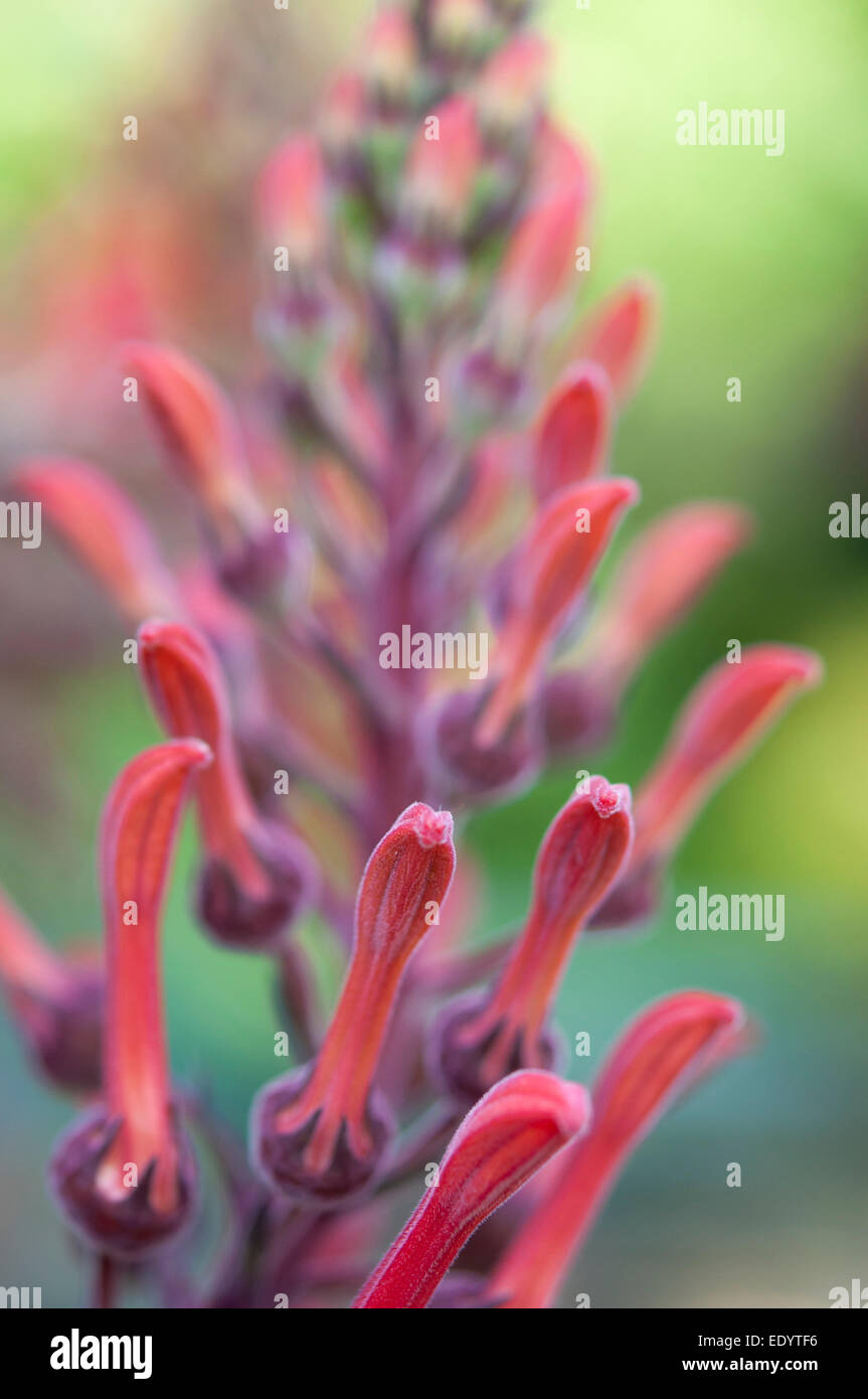 Lobelia Tupa un alto fine fioritura delle piante con strani fiori rossi. Foto Stock