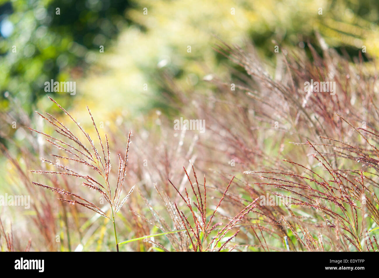 Miscanthus erba capi soffiando dolcemente in una brezza estiva in una giornata di sole. Foto Stock