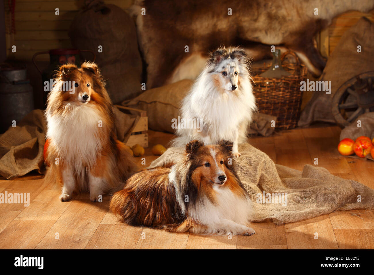 Sheltie, maschi, sable-bianco e blu-merle|Shelties, Rueden, sable-bianco e blu-merle Foto Stock