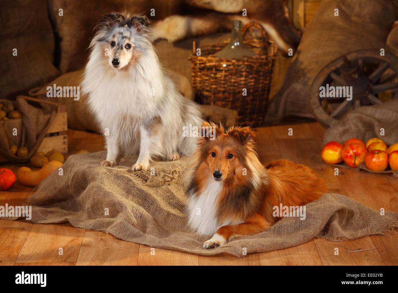 Sheltie, maschi, sable-bianco e blu-merle|Shelties, Rueden, sable-bianco e blu-merle Foto Stock