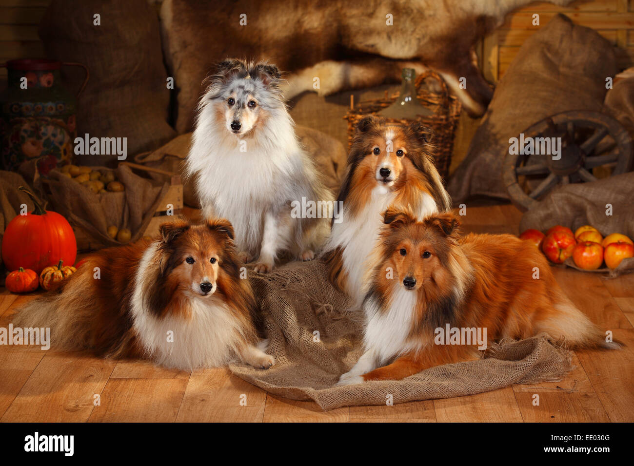 Sheltie, maschi, sable-bianco e blu-merle|Shelties, Rueden, sable-bianco e blu-merle Foto Stock