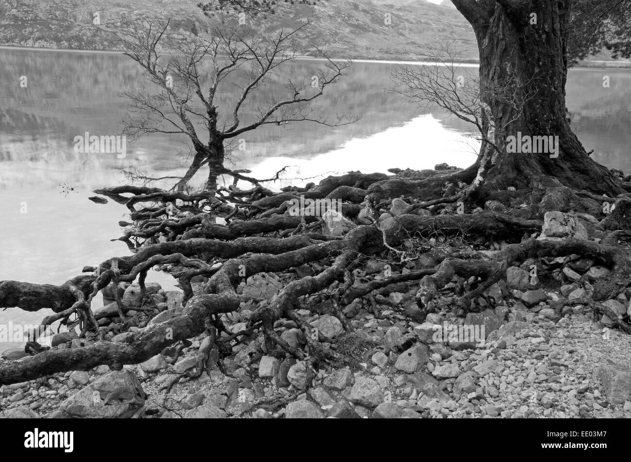 Le radici di un pino silvestre Tree sulle rive sul Loch Maree Foto Stock