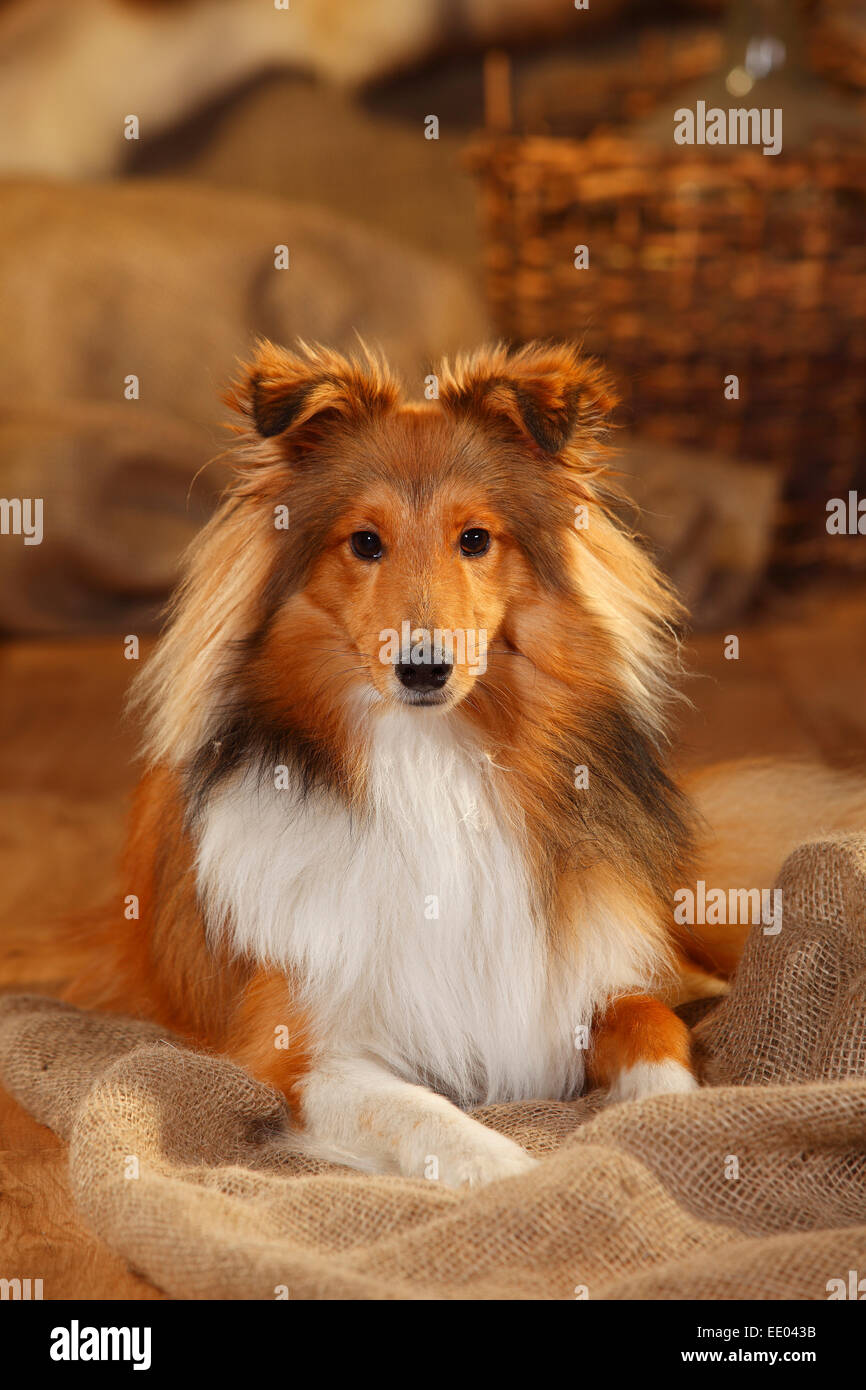 Sheltie, maschio, sable-bianco, 1 anno|Sheltie, Ruede, sable-bianco, 1 Jahr Foto Stock