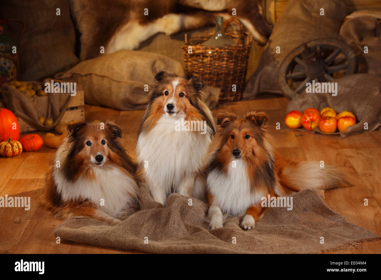 Sheltie, maschi, sable-bianco, 12, 11 e 1 anno|Shelties, Rueden, sable-bianco, 12, 11 und 1 Jahr alt Foto Stock