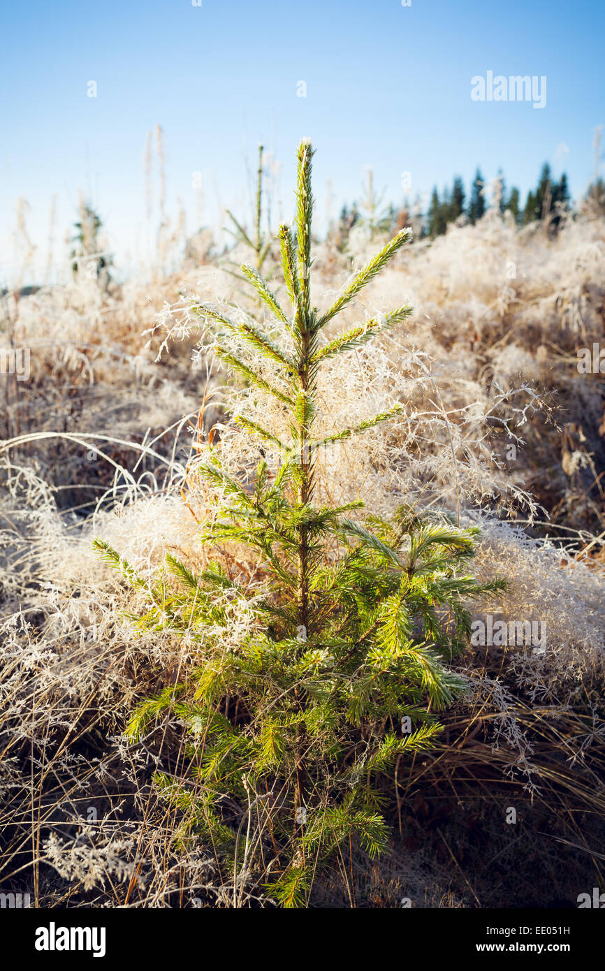 Piccolo abete e frost fieno sole al mattino Foto Stock