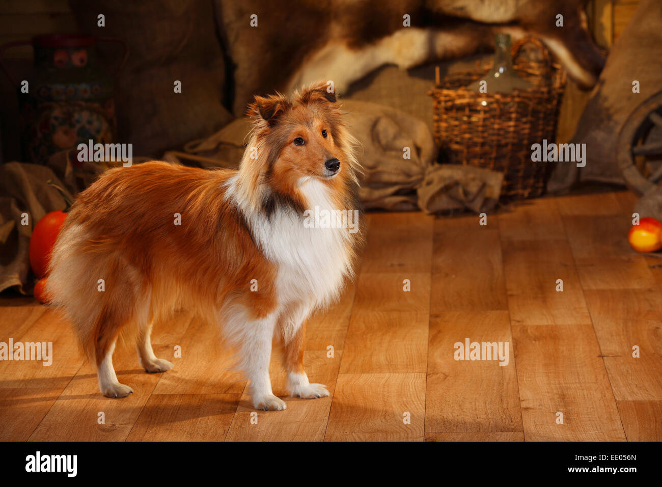 Sheltie, maschio, sable-bianco, 1 anno|Sheltie, Ruede, sable-bianco, 1 Jahr Foto Stock