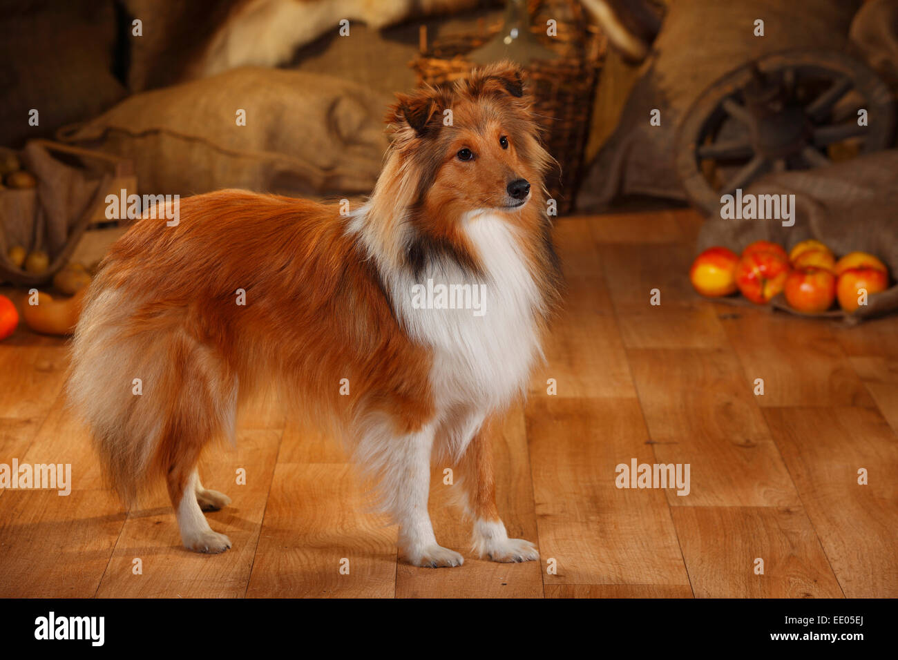 Sheltie, maschio, sable-bianco, 1 anno|Sheltie, Ruede, sable-bianco, 1 Jahr Foto Stock