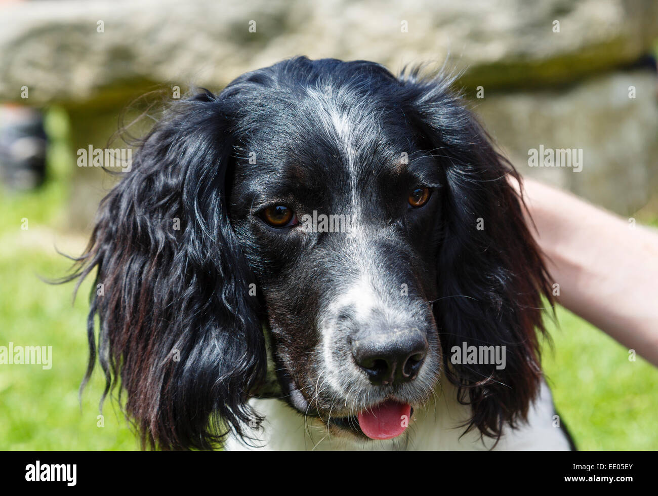 Una persona di accarezzare e prendersi cura di un simpatico in bianco e nero English Springer Spaniel cane. Inghilterra, Regno Unito, Gran Bretagna Foto Stock