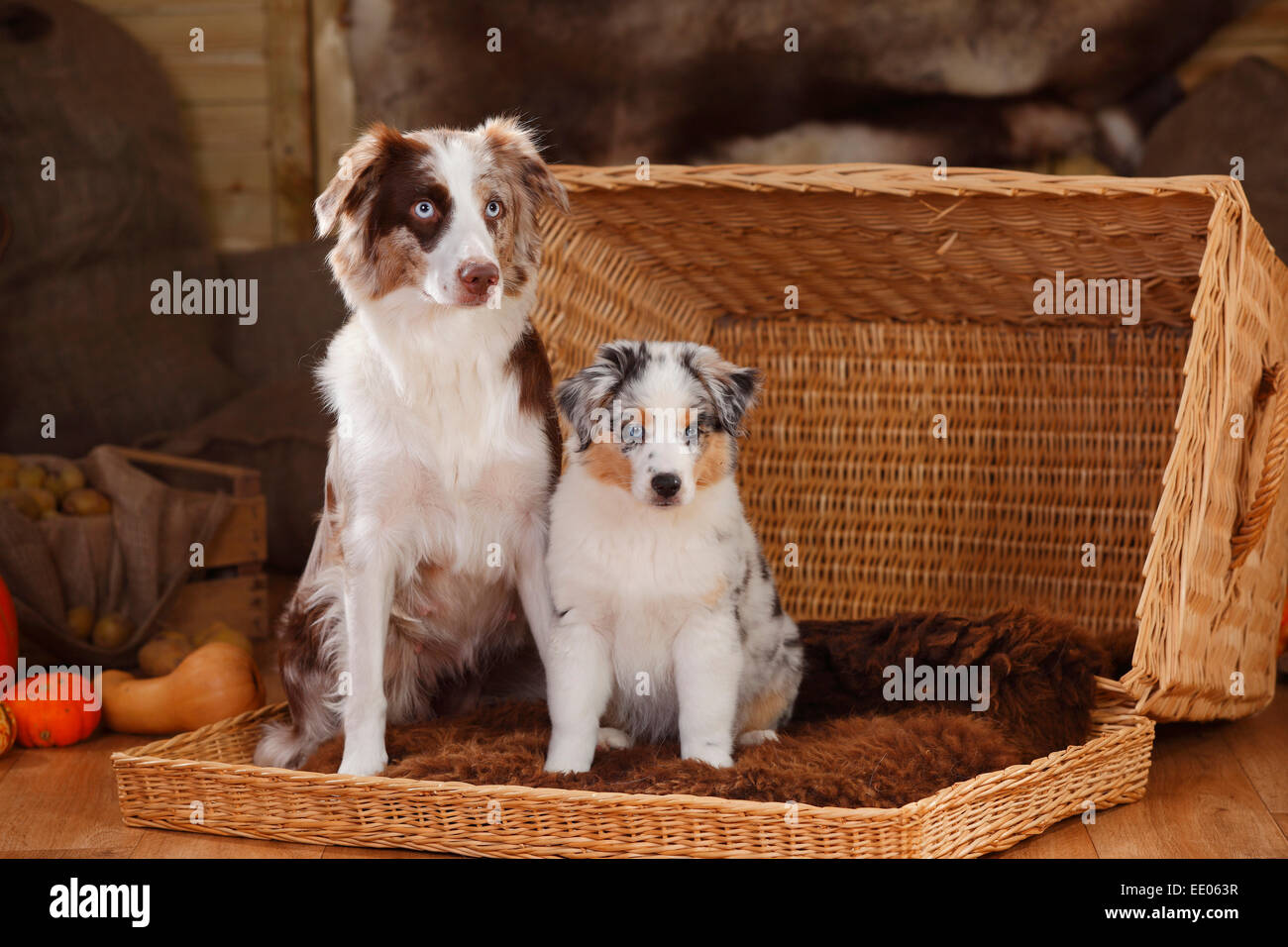 Miniatura pastori australiani, cagna con cucciolo, dieci settimane, rosso-merle e blue-merle|miniatura pastore australiano, Huendin mit Foto Stock