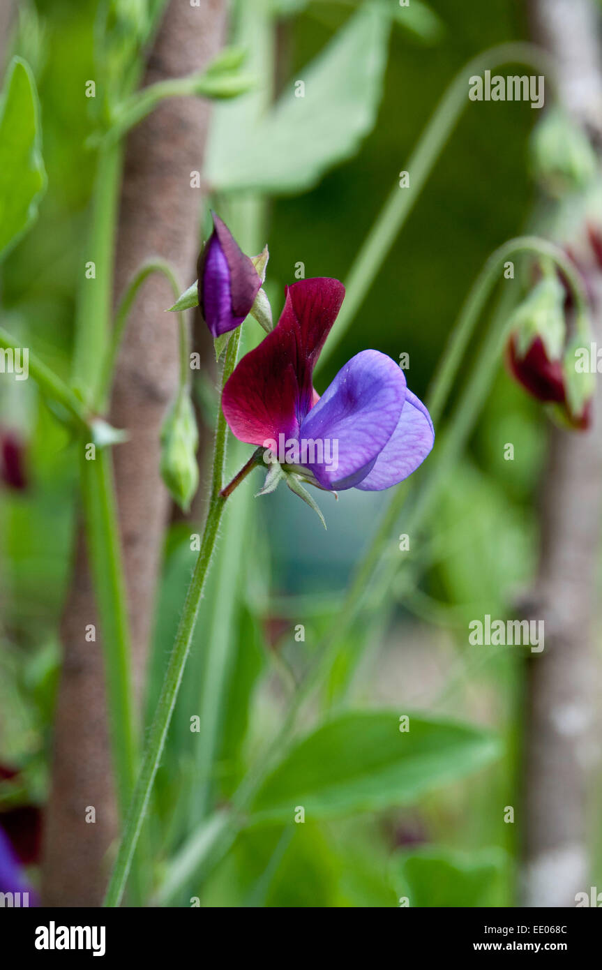 Heritage pisello dolce e selvaggio fiore italiano Foto Stock