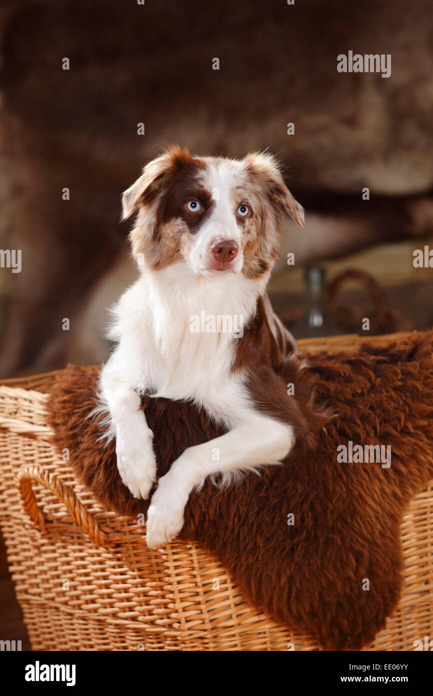 Miniatura pastore australiano, cagna, rosso-merle|miniatura pastore australiano, Huendin, rosso-merle Foto Stock