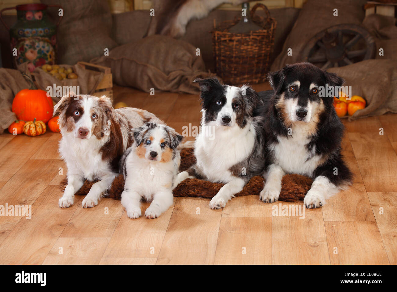 Pastore australiano, maschio, miniaturizzati e pastori australiani, cagne con cucciolo|pastore australiano, Ruede, und Aust in miniatura Foto Stock