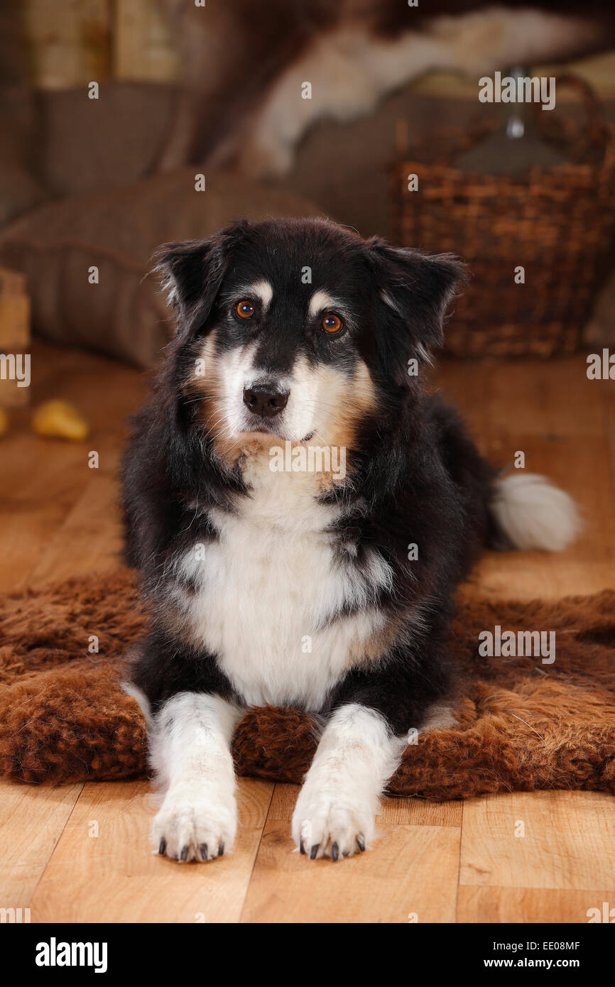 Pastore australiano, maschio nero-tri, 11 anni|pastore australiano, Ruede, nero-tri, 11 Jahre alt Foto Stock