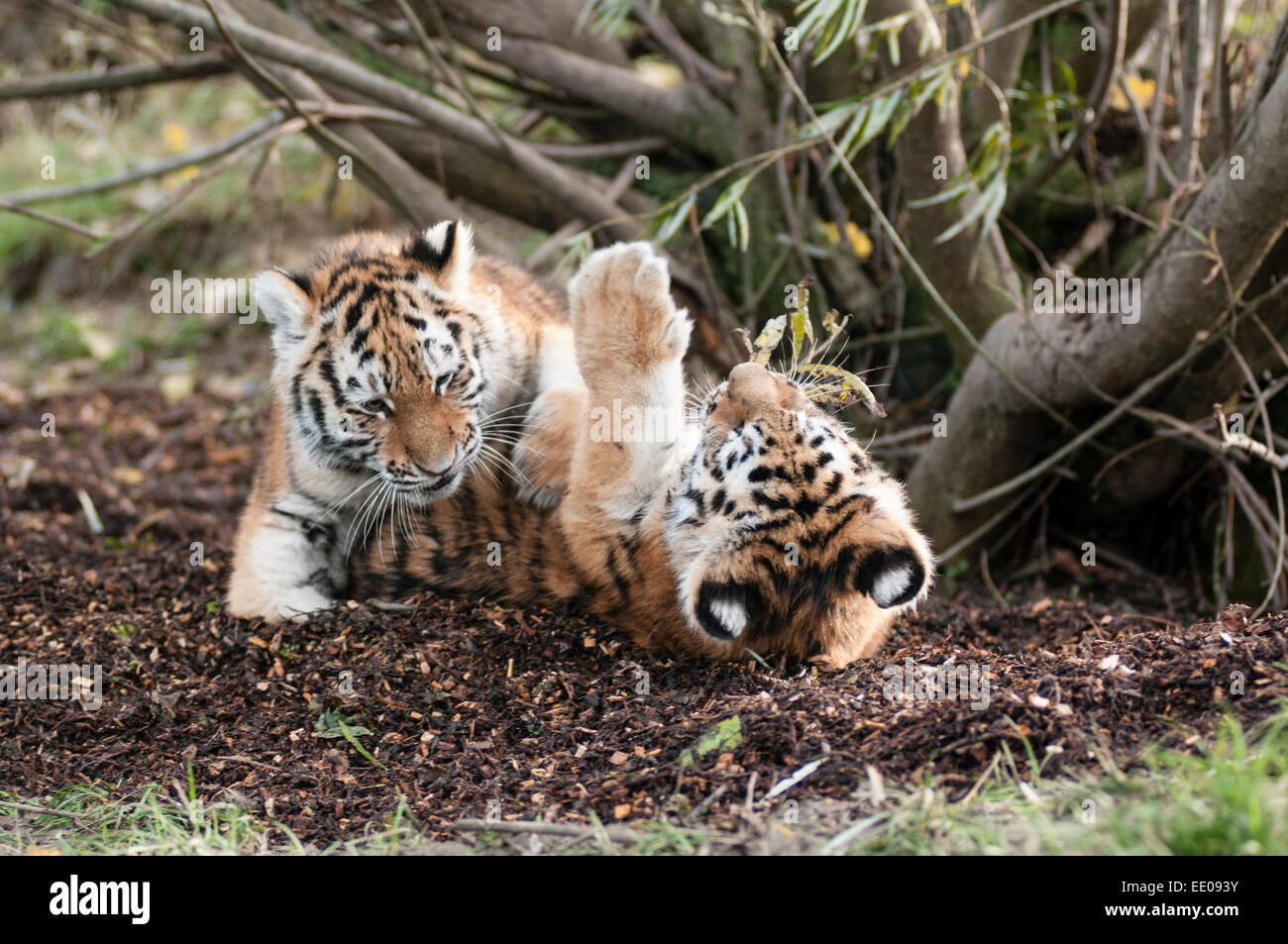 Raro Amur cuccioli di tigre la riproduzione Foto Stock