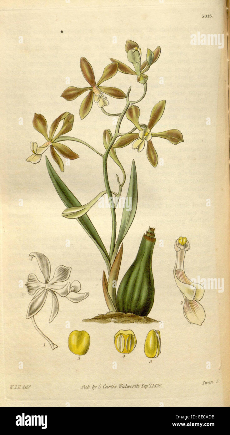 Stampa botanica da Sir William Jackson Hooker, FRS, 1785 - 1865, Inglese illustratore botanico Foto Stock