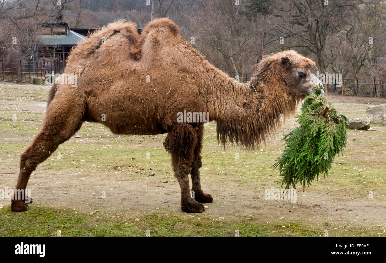 Praga, Repubblica Ceca. Xii gen, 2015. Un cammello Bactrian gioca con un albero di Natale allo zoo di Praga Repubblica Ceca, lunedì 12 gennaio, 2015. Gli animali a Praga il giardino zoologico di godere di alberi di Natale donati allo zoo da venditori che non aveva venduto loro prima delle vacanze. © Vit Simanek/CTK foto/Alamy Live News Foto Stock