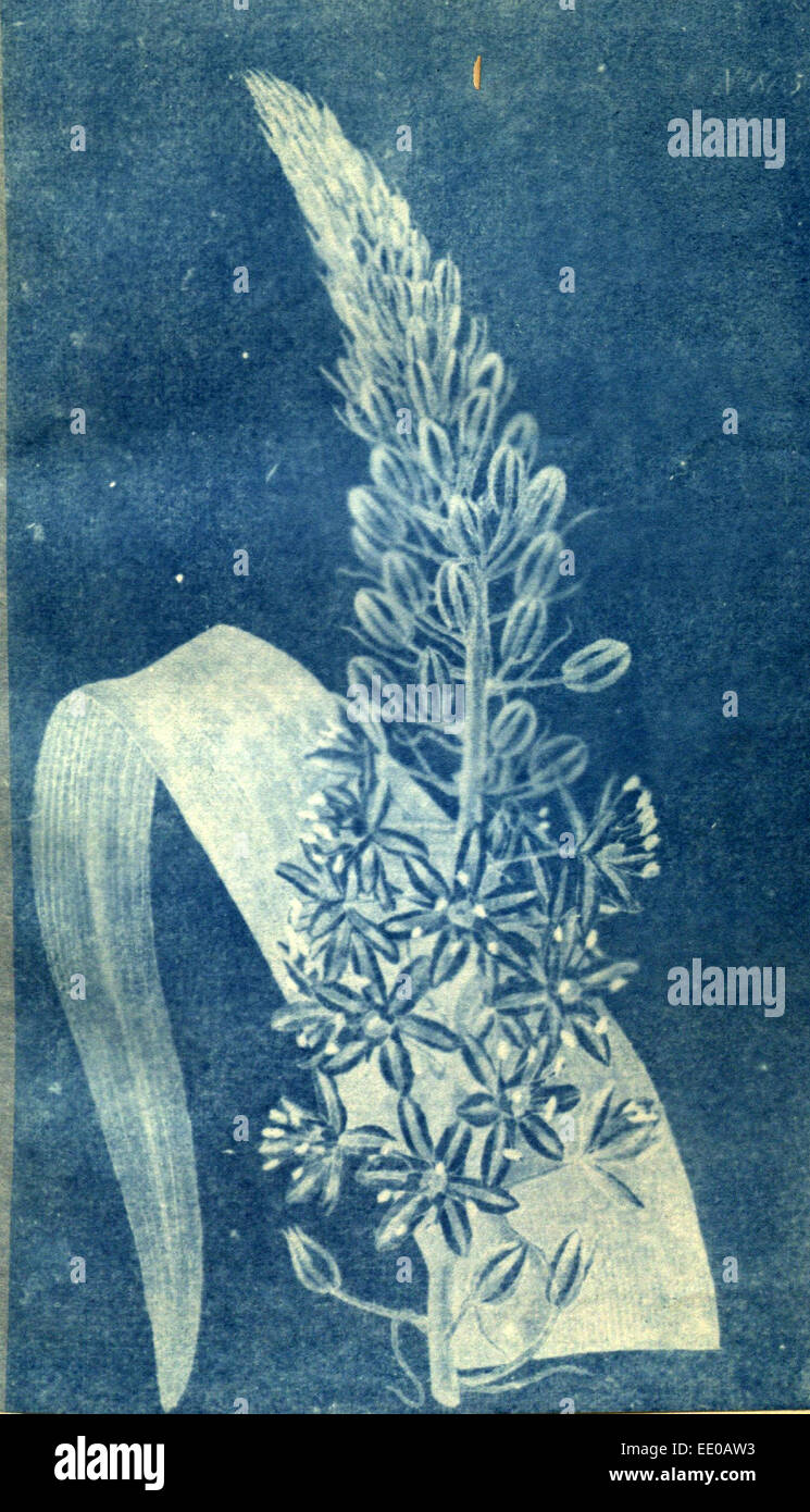 Xix secolo botanico stampa a colori. Illustrazione botanica. Forma, colore e dettagli della pianta come un pezzo di arte Foto Stock