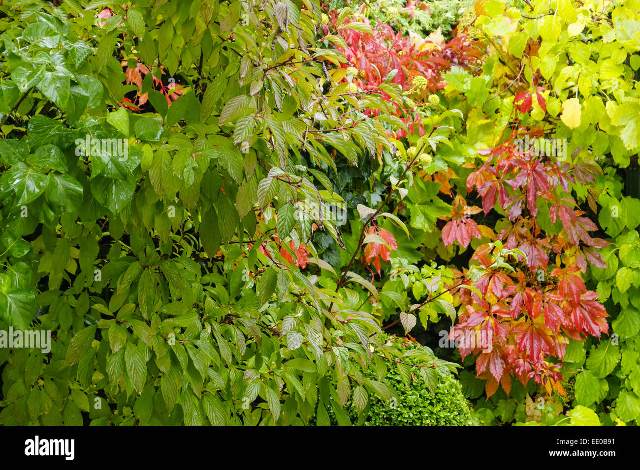 Nasse Blätter herbstlichen im Garten, Wet Foglie di autunno in giardino, stagioni autunno autunno, giardino, foglie, foglia, umore, pioggia, bagnato, Foto Stock