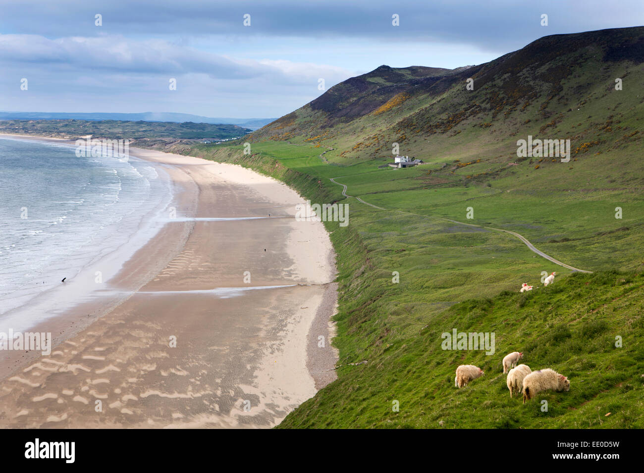 Regno Unito Galles, Swansea, Gower, pecore al pascolo a Rhossili spiaggia sottostante Rhossili verso il basso Foto Stock