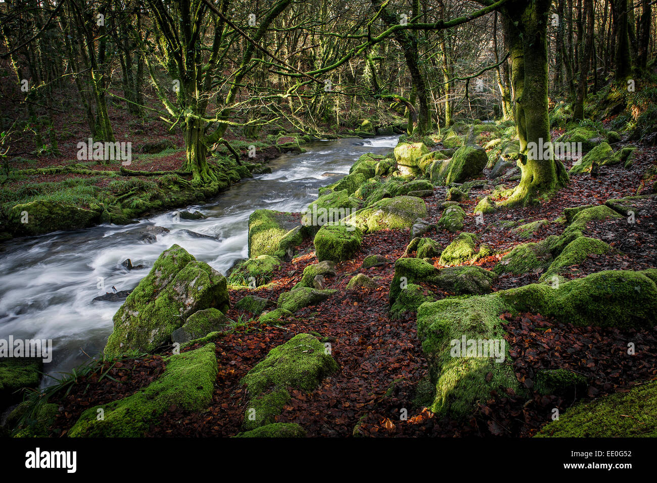 Il fiume Fowey in esecuzione attraverso la Golitha Falls riserva naturale nazionale in Cornovaglia. Foto Stock