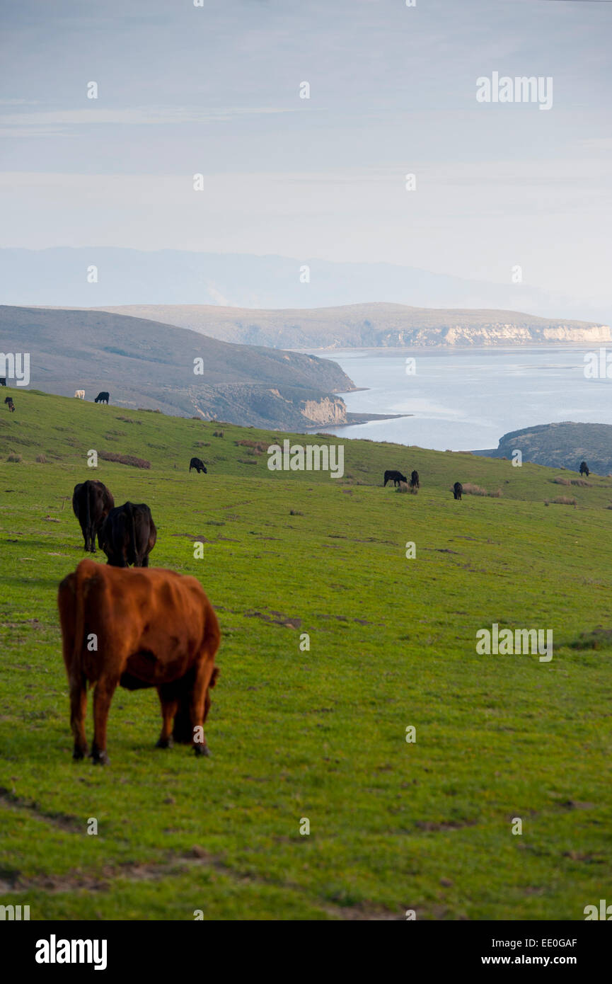 Stati Uniti d'America California ca ranch di bestiame su Point Reyes National Seashore mucche al pascolo agricoltura Foto Stock