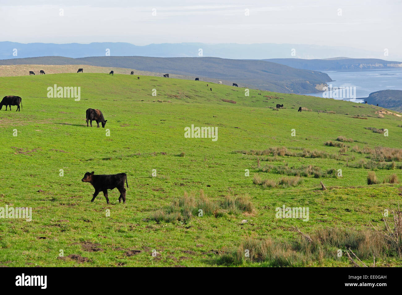 Stati Uniti d'America California ca ranch di bestiame su Point Reyes National Seashore mucche al pascolo agricoltura Foto Stock