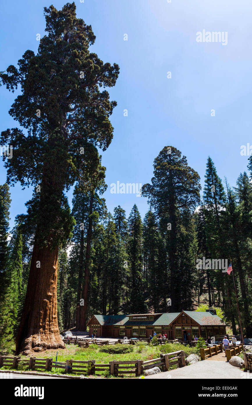La Foresta Gigante Museo su Generals Highway, Sequoia National Park, Sierra Nevada, in California, Stati Uniti d'America Foto Stock