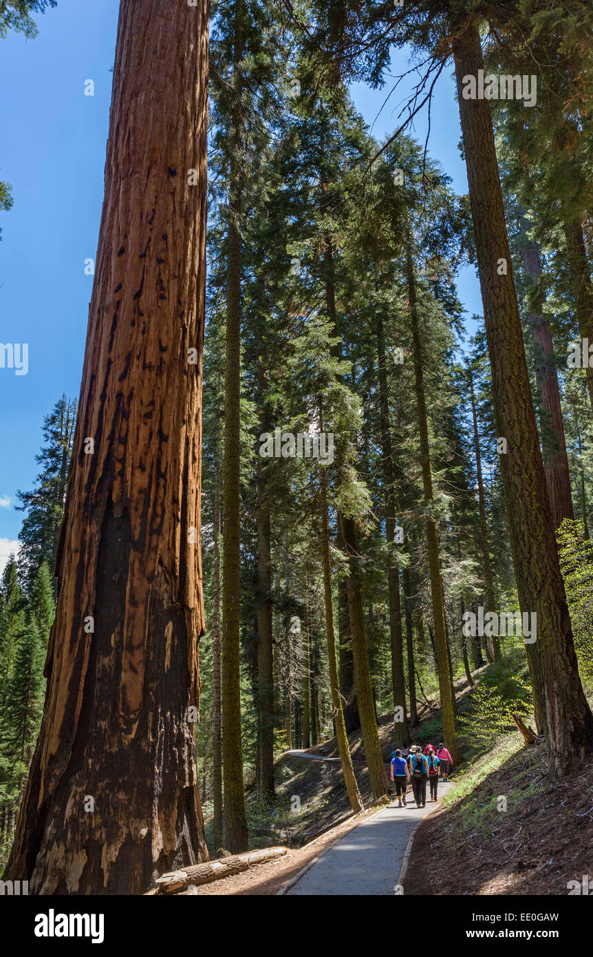 Walkers sul percorso dalla Foresta Gigante museo al Big Trees Trail, Sequoia National Park, Sierra Nevada, in California, Stati Uniti d'America Foto Stock