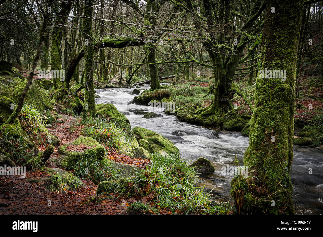 Il fiume Fowey in esecuzione attraverso la Golitha Falls riserva naturale nazionale in Cornovaglia. Foto Stock