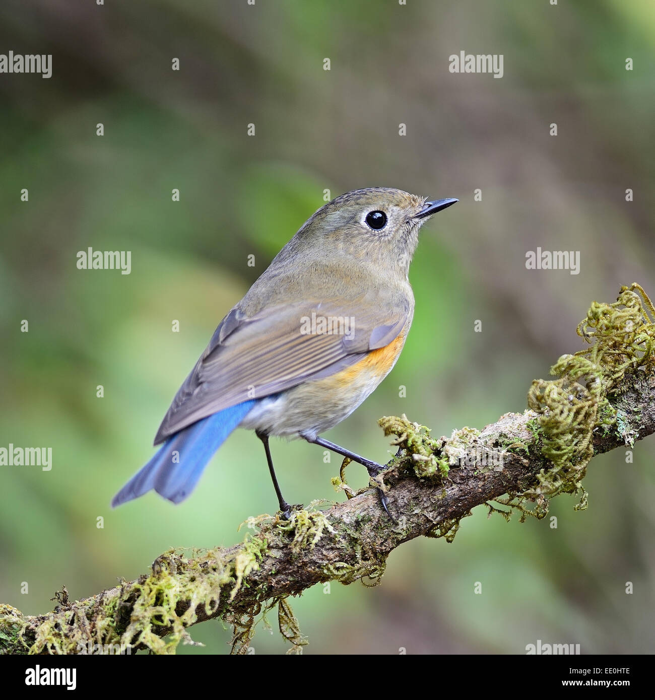 Uccello marrone con coda blu, femmina Bluetail himalayano (Tarsiger rufilatus) su un ramo, profilo posteriore Foto Stock