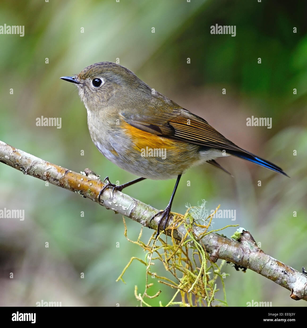 Uccello marrone con coda blu, femmina Bluetail himalayano (Tarsiger rufilatus) su un ramo, Profilo laterale Foto Stock