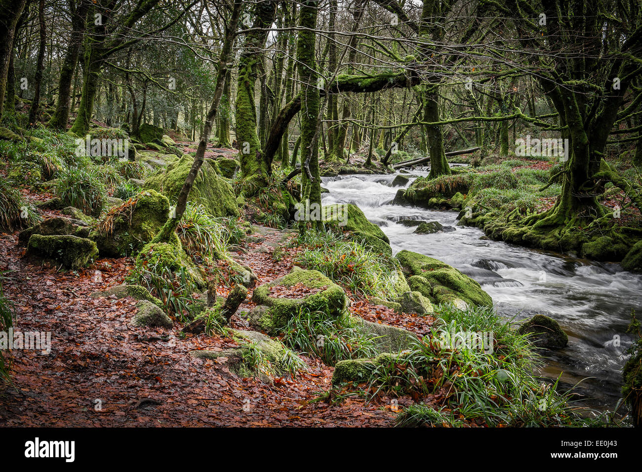 Golitha Falls in Cornovaglia - il fiume Fowey che attraversa la riserva naturale nazionale di Golitha Falls in Cornovaglia. Foto Stock