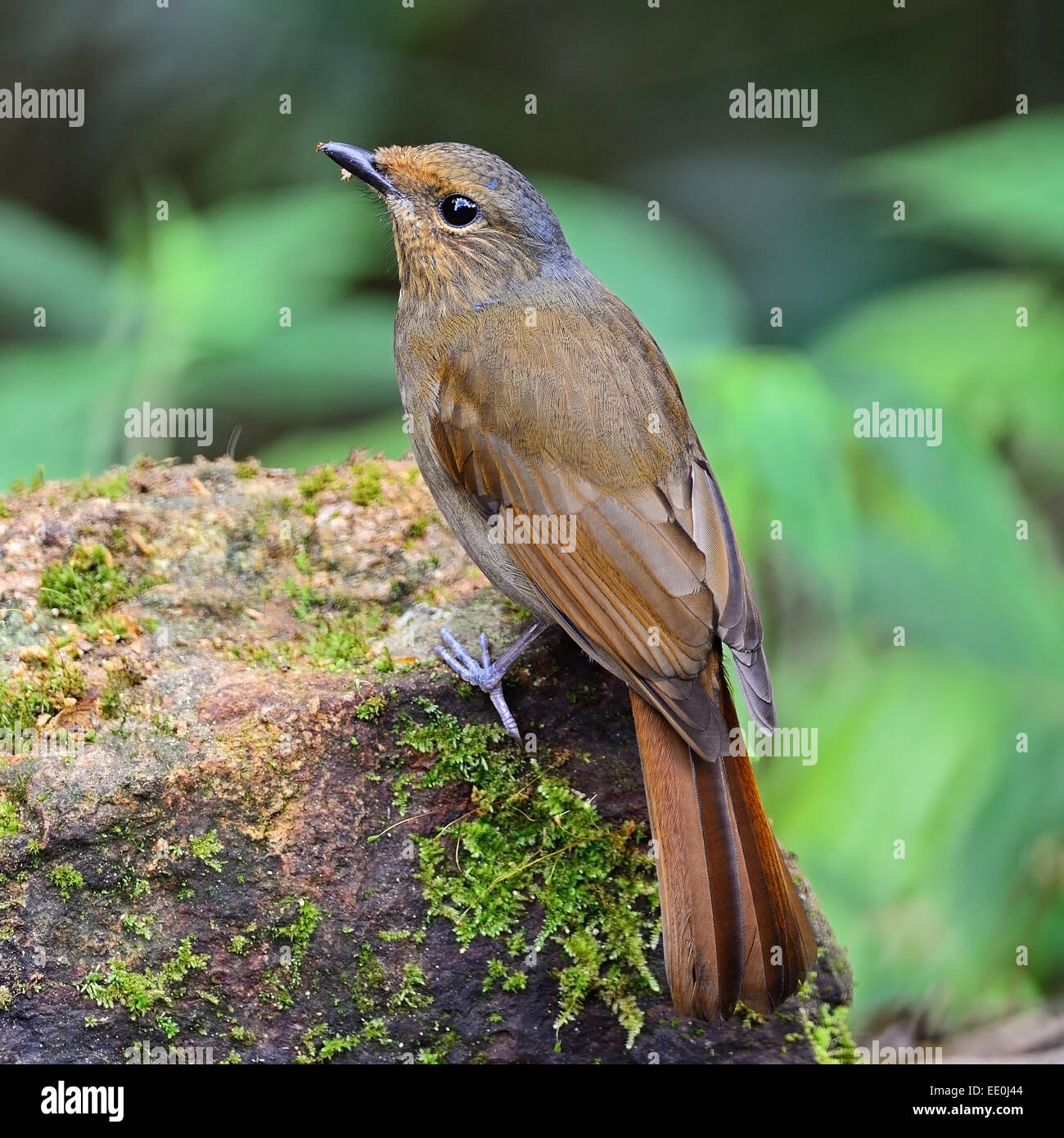 Brown bird, femmina grande Niltava (Niltava grandis), in piedi su un ramo, profilo posteriore Foto Stock