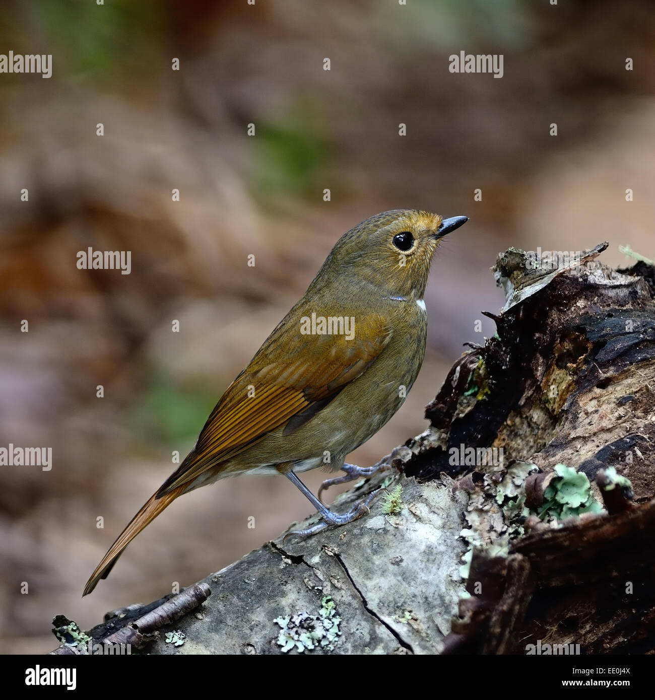 Piccolo uccello marrone, femmina Rufous-panciuto Niltava (Niltava sundara), in piedi sul log Foto Stock