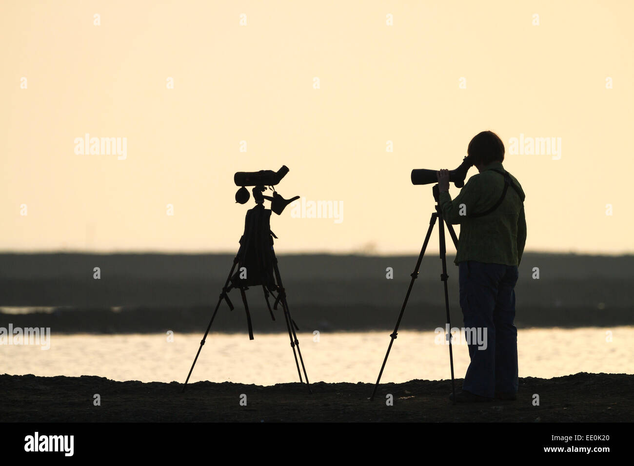 Osservazione degli uccelli guardando attraverso un telescopio per uccelli costieri. Pak Thale. Thailandia. Foto Stock