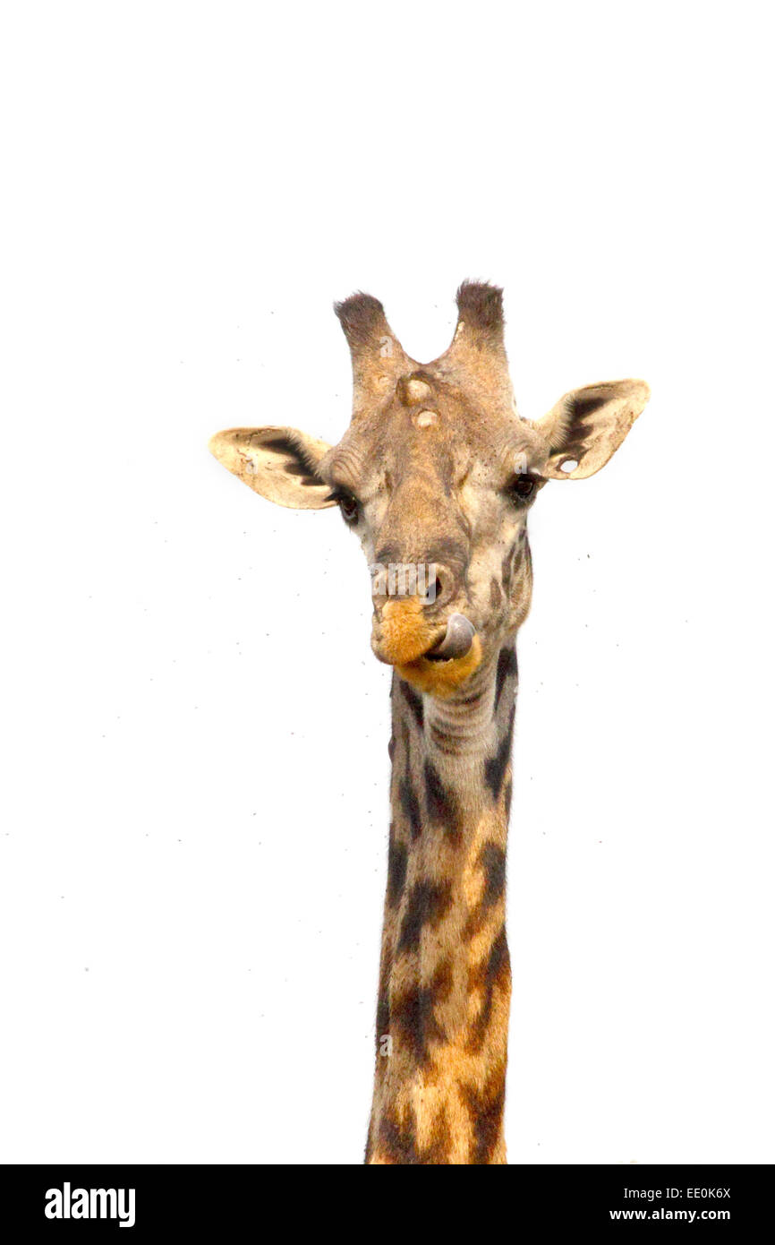 Il lungo collo di una giraffa (Giraffa camelopardalis) su un cielo bianco come sfondo. La giraffa è il più grande vita animale ruminante Foto Stock