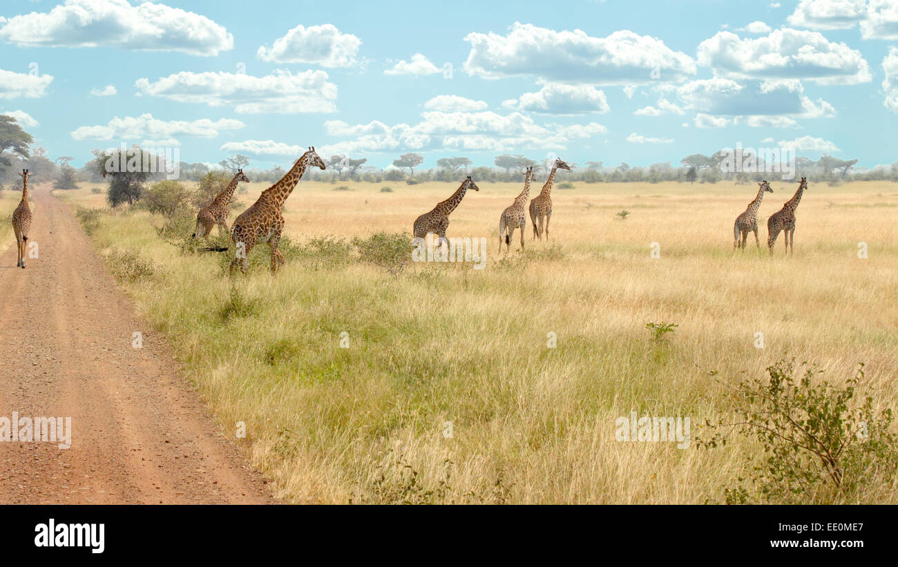 Una mandria di giraffe (Giraffa camelopardalis) sono a piedi vicino a una strada nel Parco Nazionale del Serengeti, Tanzania Foto Stock