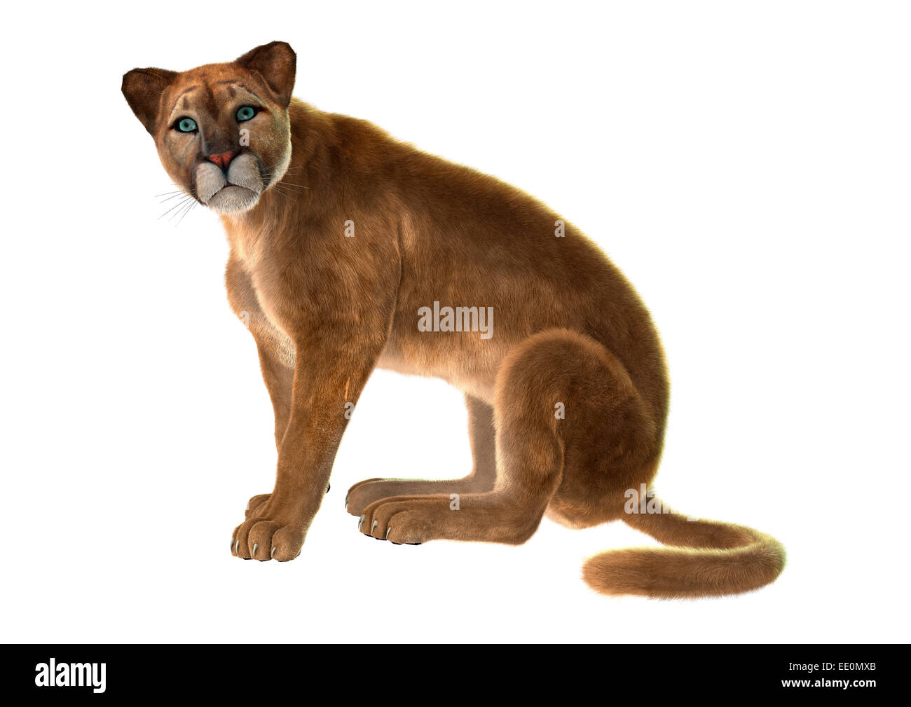 3D render digitale di una seduta di puma, noto anche come cougar, mountain lion o catamount, isolato su sfondo bianco Foto Stock